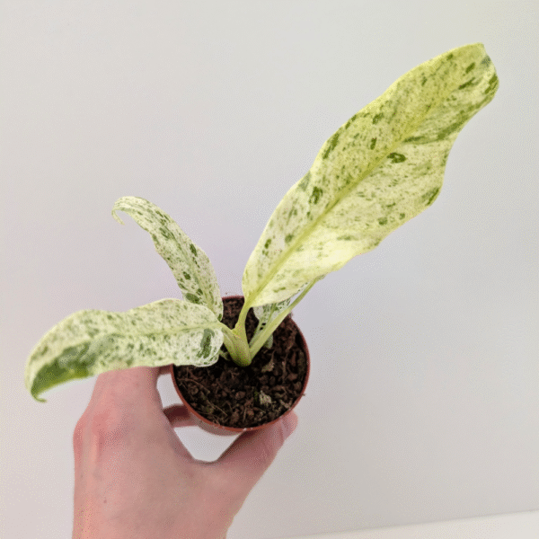 Epipremnum Giganteum variegata