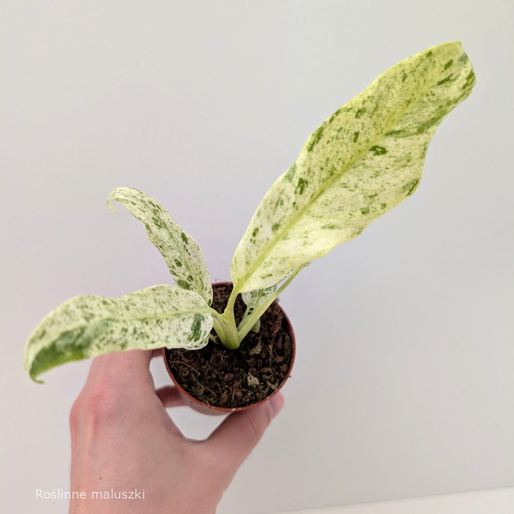 Epipremnum Giganteum variegata