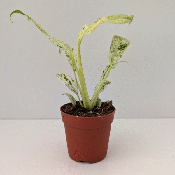 Epipremnum Giganteum variegata
