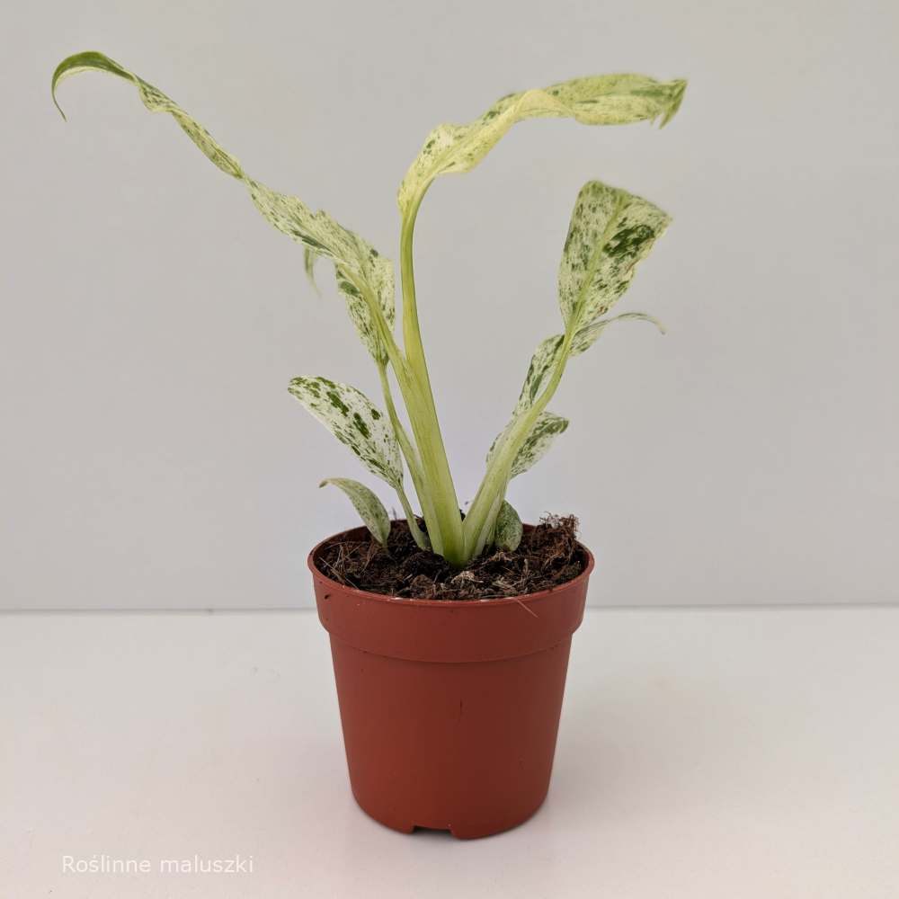 Epipremnum Giganteum variegata