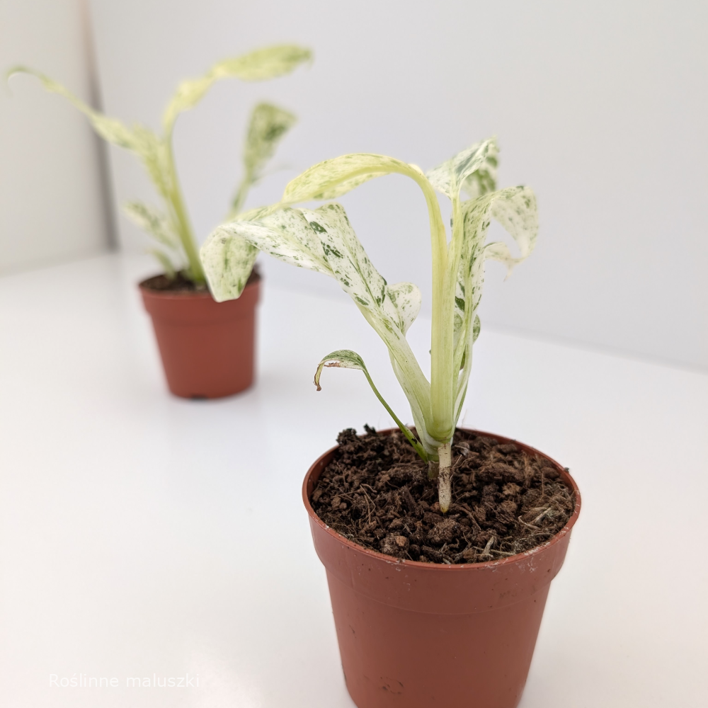 Epipremnum Giganteum variegata