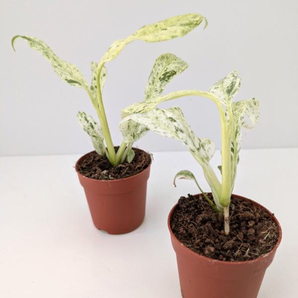Epipremnum Giganteum variegata