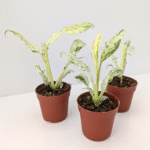 Epipremnum Giganteum variegata