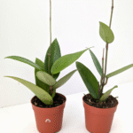 Hoya Parasitica Red Leaf