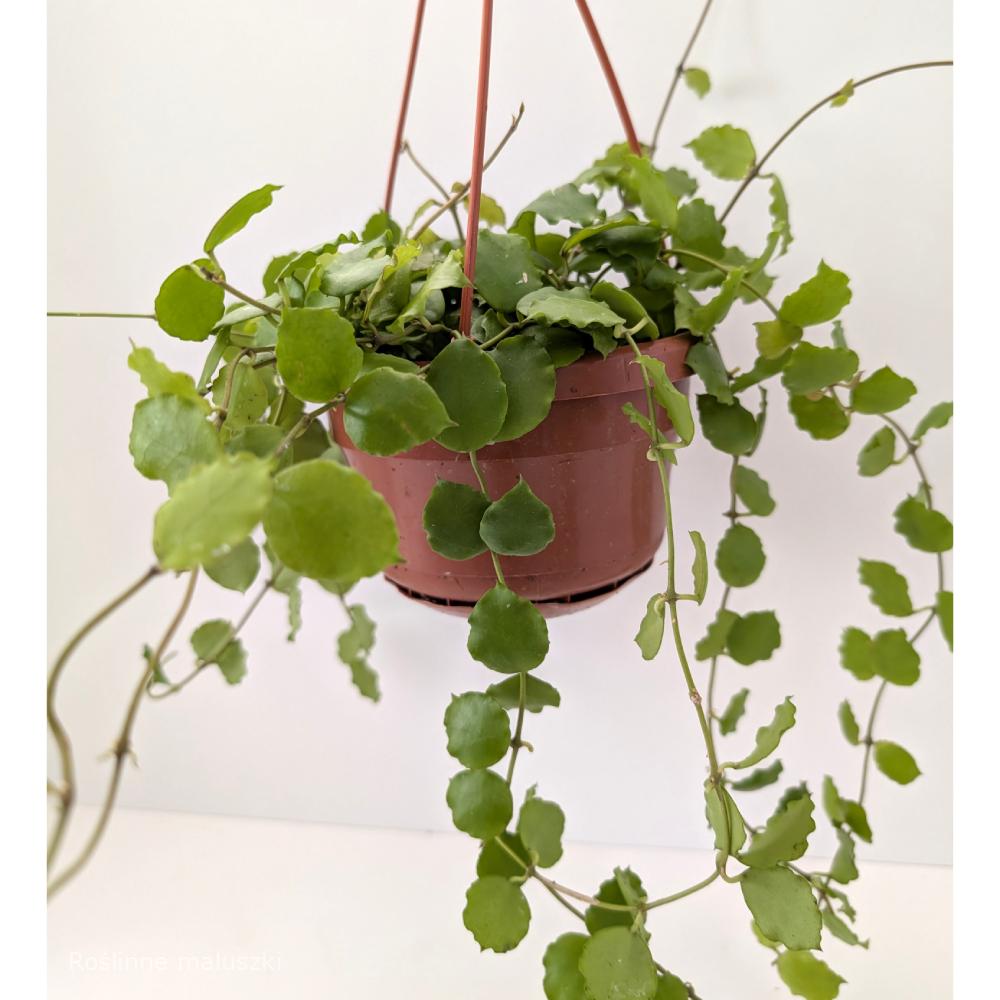 Hoya endauensis