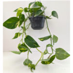 Epipremnum złociste