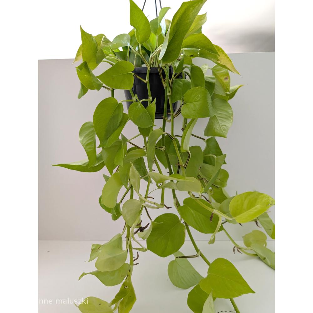 Epipremnum Neon (Golden Pothos)