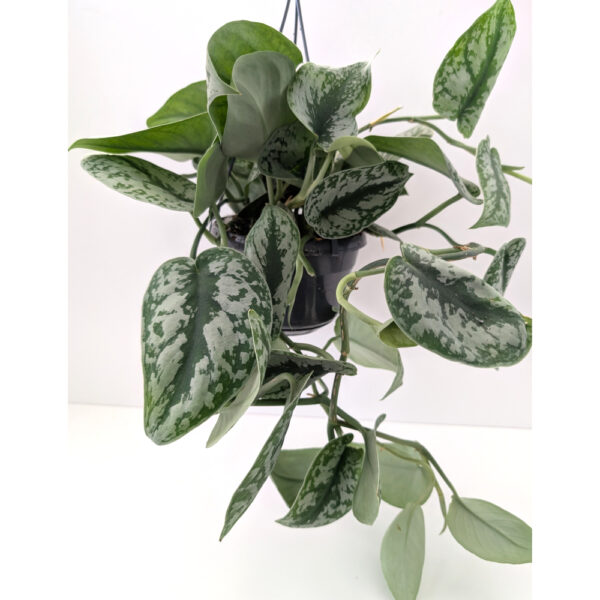 Scindapsus pictus Trebie (Scindapsus pstry)