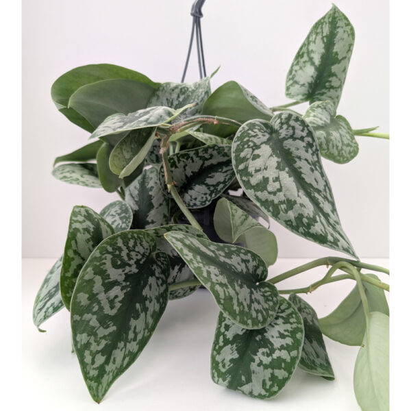 Scindapsus pictus Trebie (Scindapsus pstry)