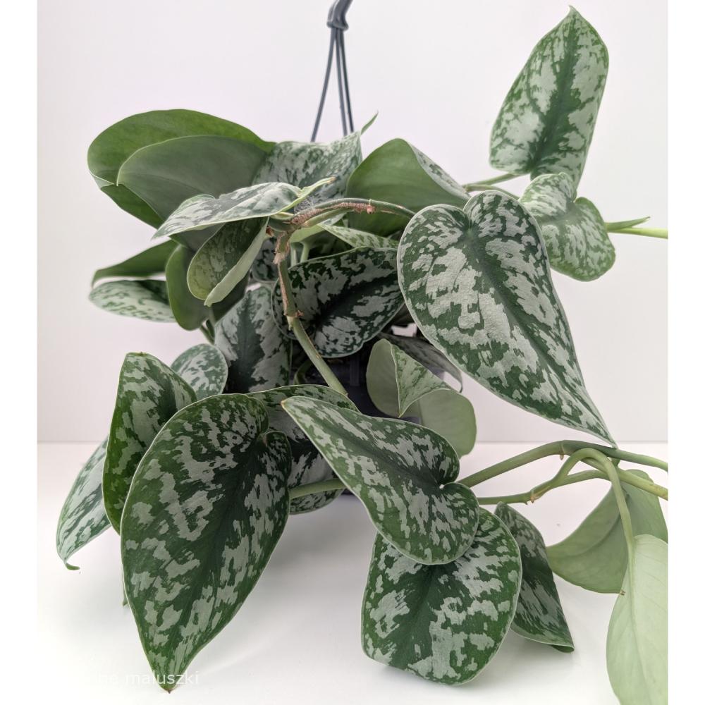 Scindapsus pictus Trebie (Scindapsus pstry)