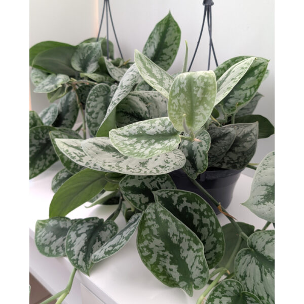 Scindapsus pictus Trebie (Scindapsus pstry)