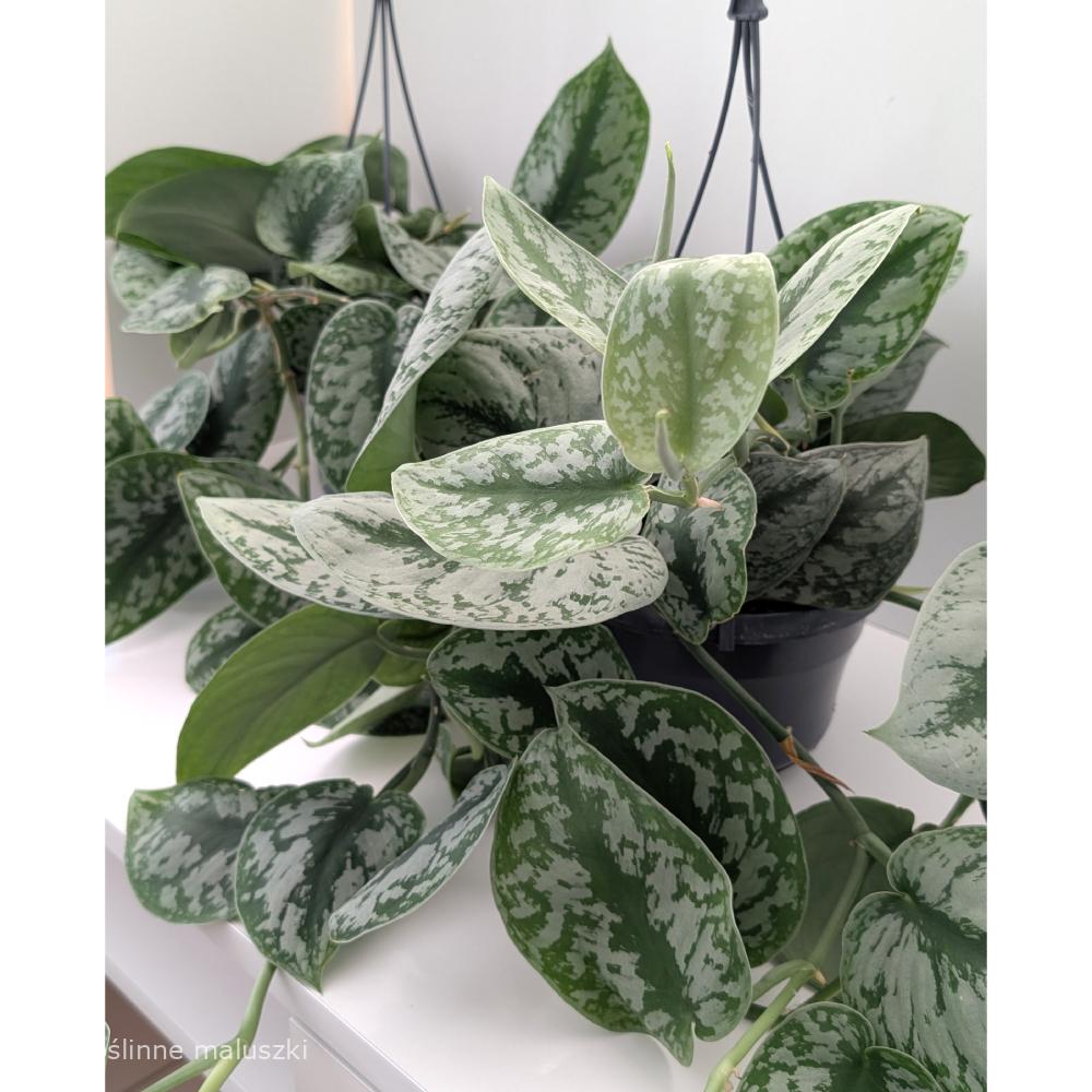 Scindapsus pictus Trebie (Scindapsus pstry)