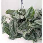 Scindapsus pictus Trebie (Scindapsus pstry)