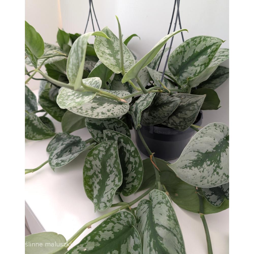 Scindapsus pictus Trebie (Scindapsus pstry)