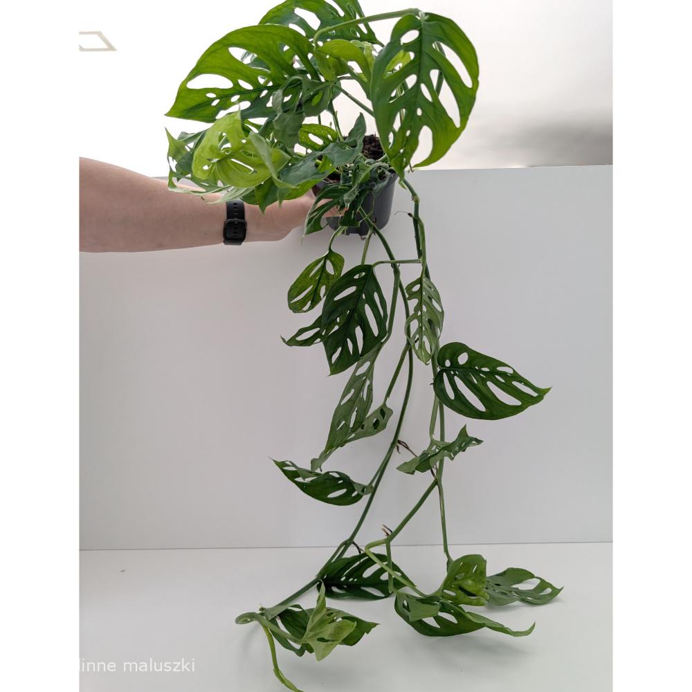 Monstera Obliqua