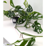Monstera Obliqua