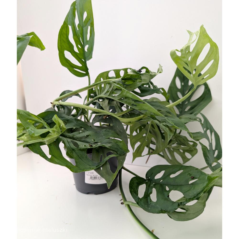 Monstera Obliqua