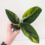 Epipremnum Marble Planet Variegata