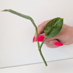 Scindapsus Jade Satin Aurea Variegata szczyt