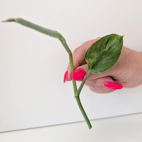 Scindapsus Jade Satin Aurea Variegata szczyt