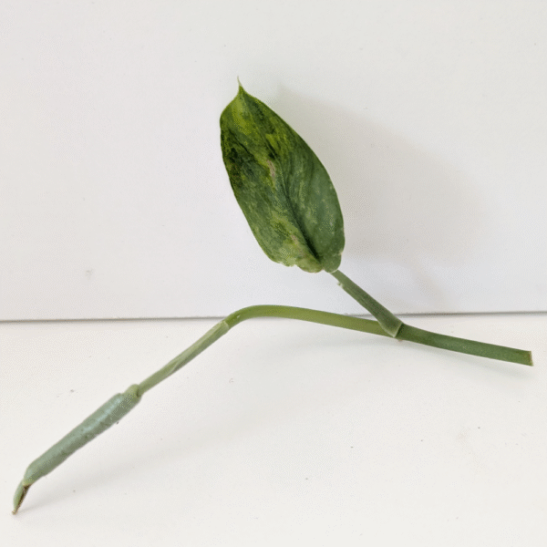 Scindapsus Jade Satin Aurea Variegata szczyt