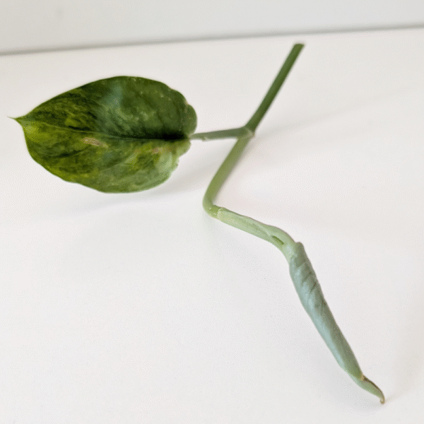 Scindapsus Jade Satin Aurea Variegata szczyt