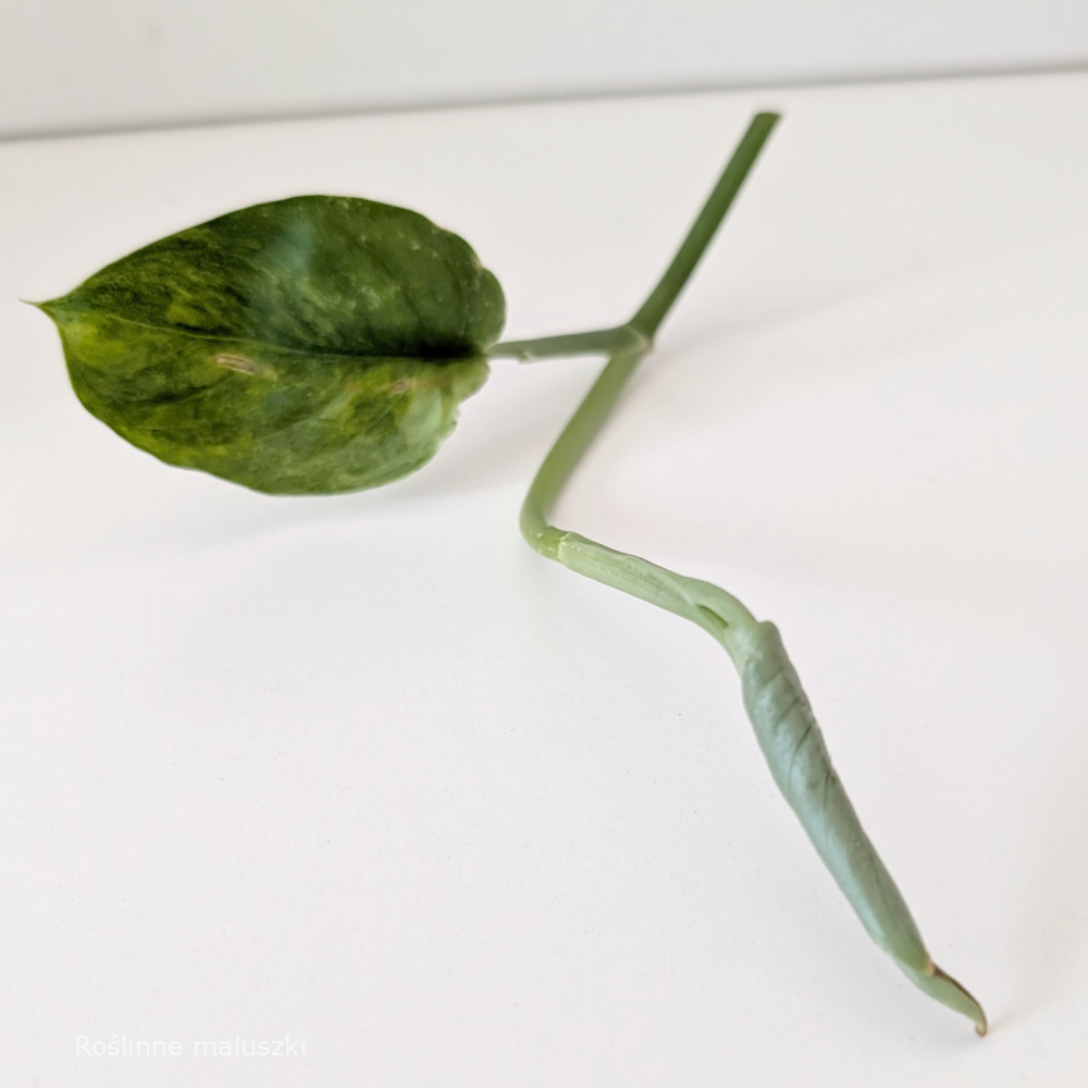 Scindapsus Jade Satin Aurea Variegata szczyt