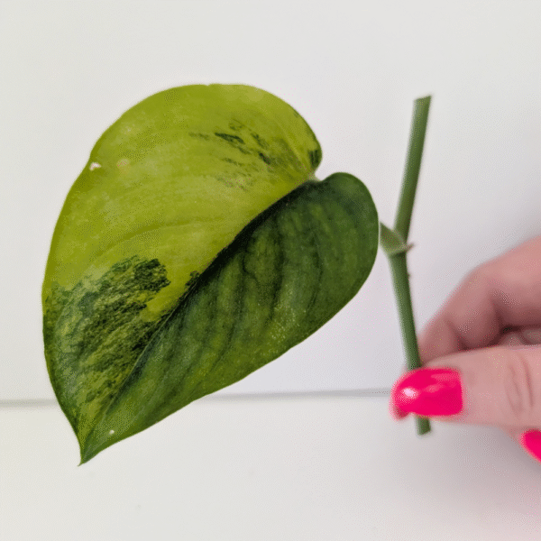 Scindapsus Jade Satin Aurea Variegata pęd Scindapsus Jade Satin Aurea Variegata pęd