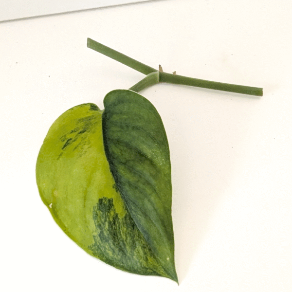 Scindapsus Jade Satin Aurea Variegata pęd