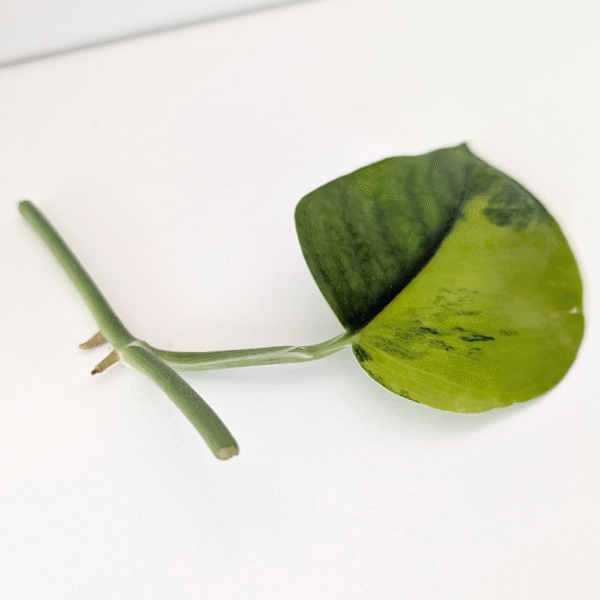 Scindapsus Jade Satin Aurea Variegata pęd