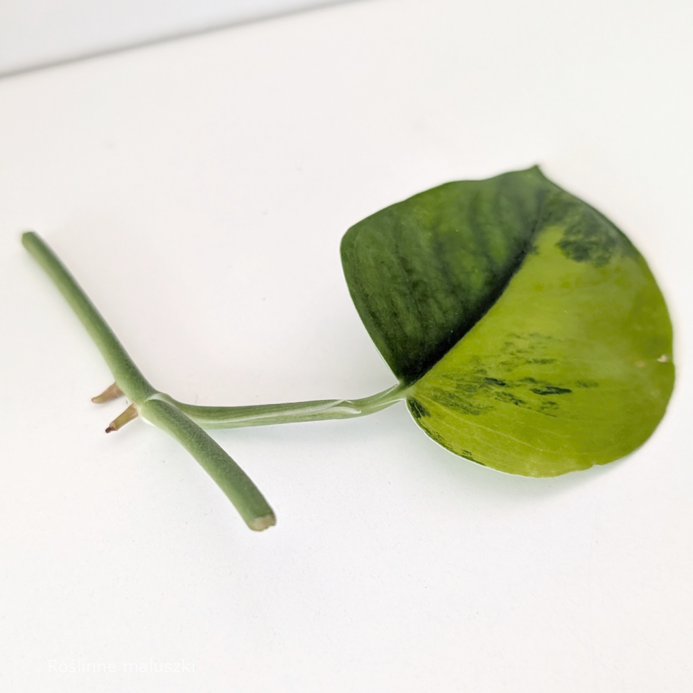 Scindapsus Jade Satin Aurea Variegata pęd