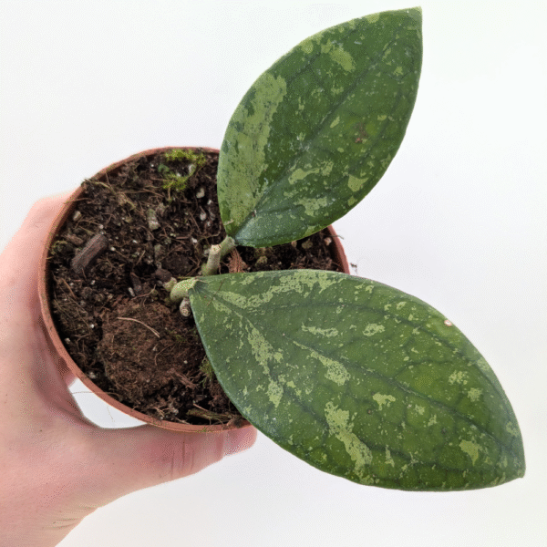 Hoya Aff Vitellina Hoya Aff Vitellina