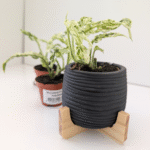 Monstera Frozen Freckles baby