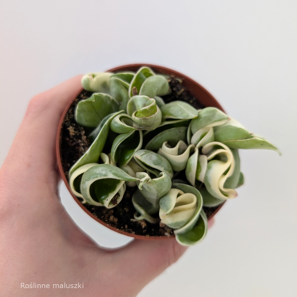 Hoya compacta variegata