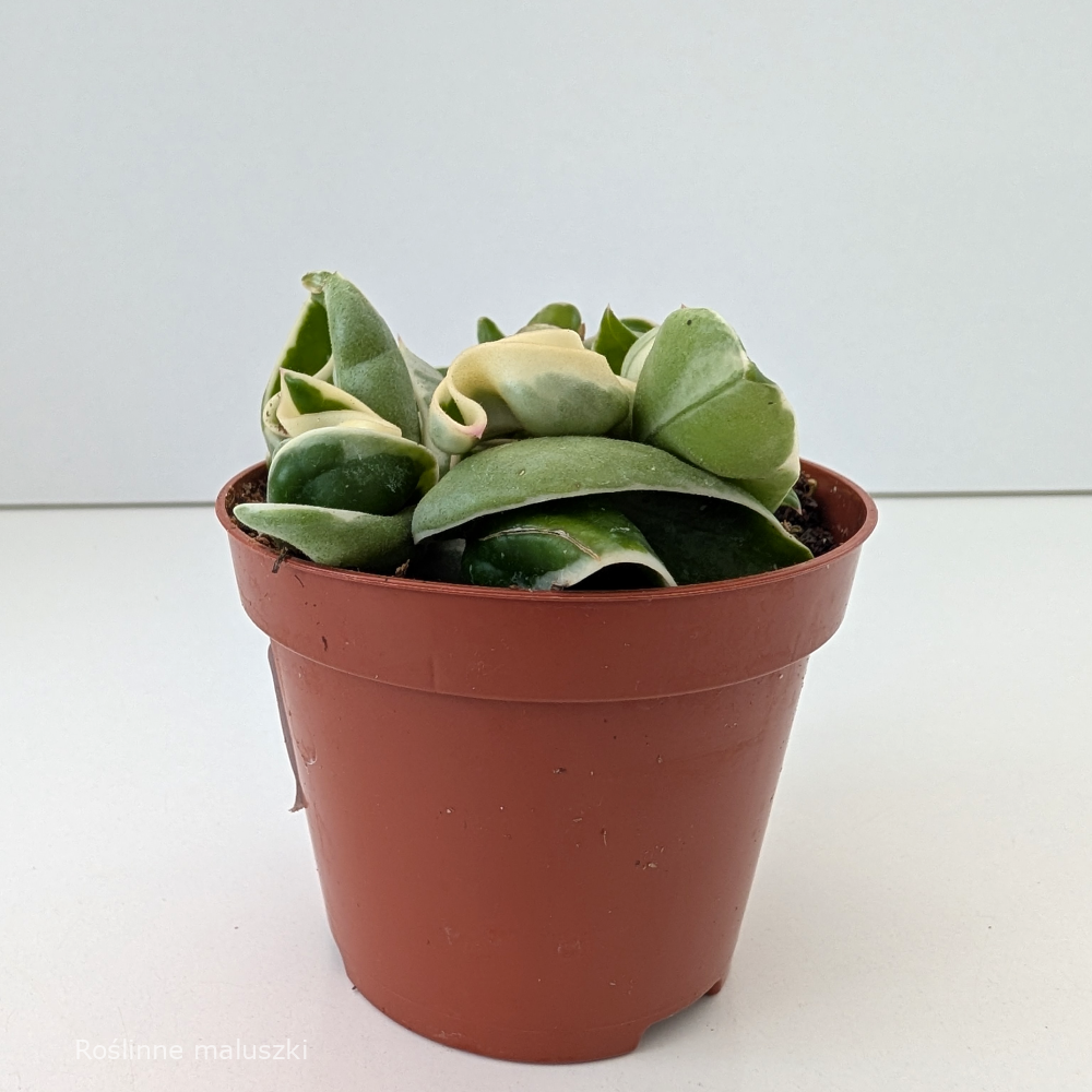 Hoya compacta variegata