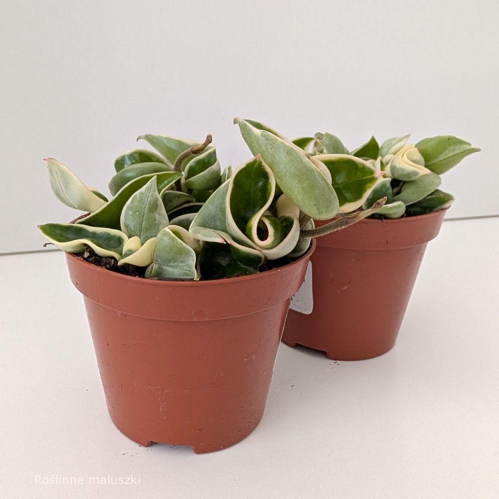 Hoya compacta variegata