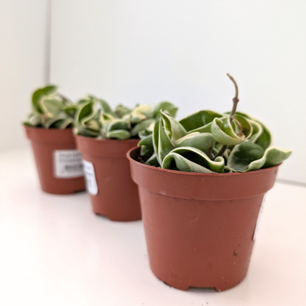 Hoya compacta variegata