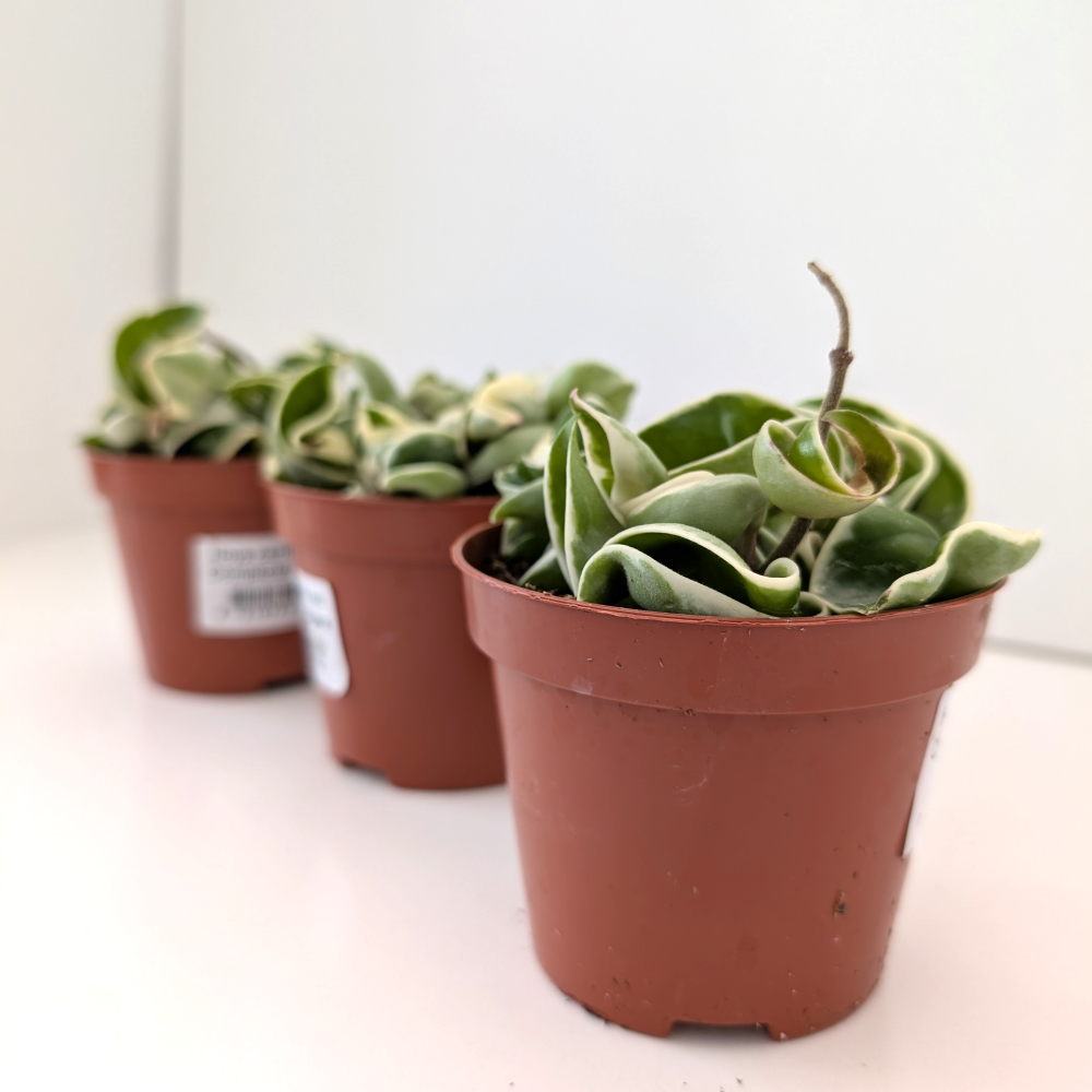 Hoya compacta variegata