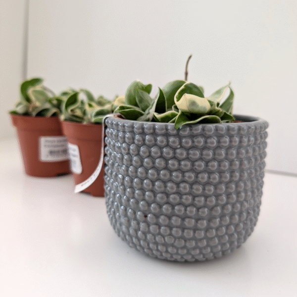 Hoya compacta variegata