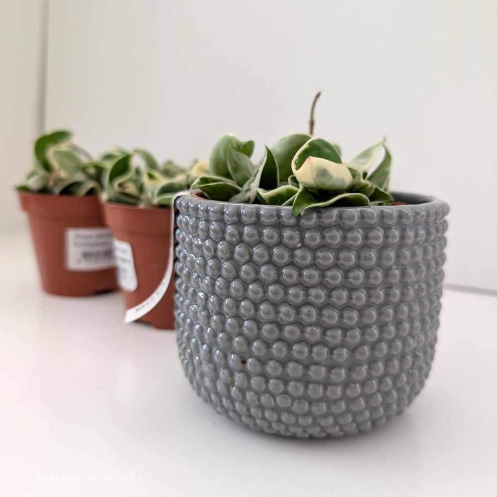 Hoya compacta variegata