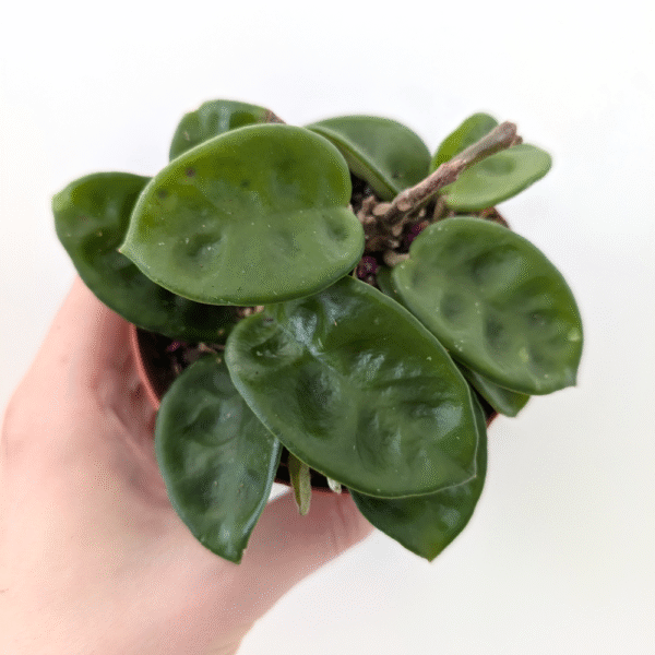 Hoya carnosa Krinkle 8