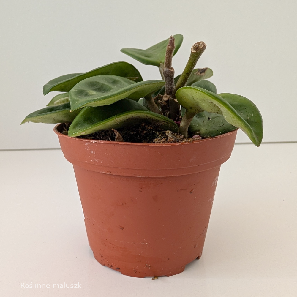 Hoya carnosa Krinkle 8