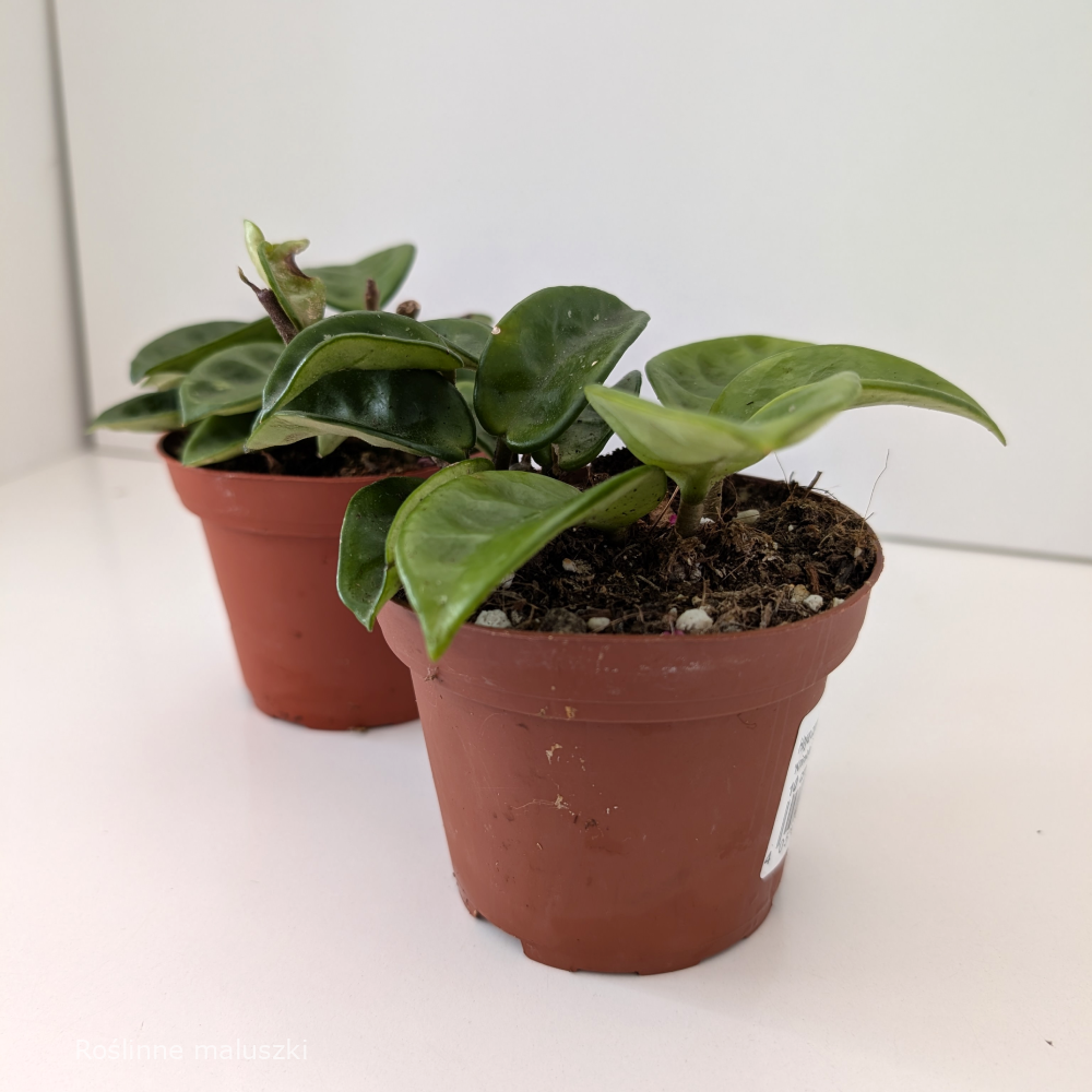 Hoya carnosa Krinkle 8