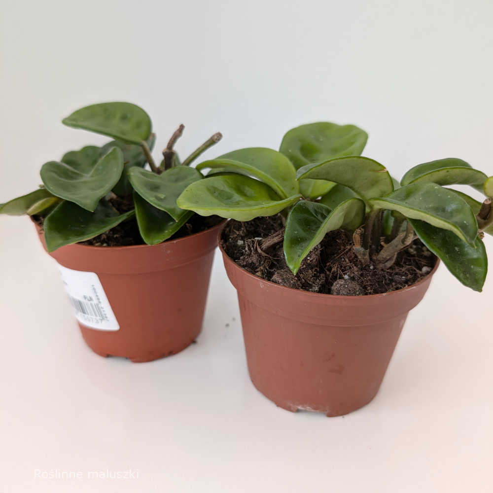 Hoya carnosa Krinkle 8