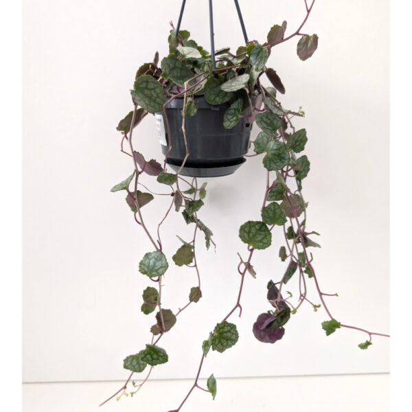 Senecio mikanioides-starzec