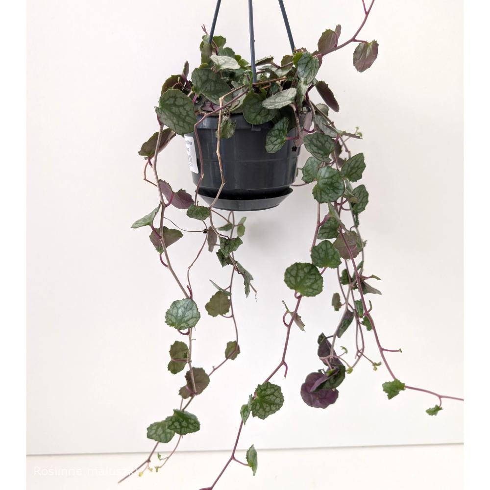 Senecio mikanioides-starzec