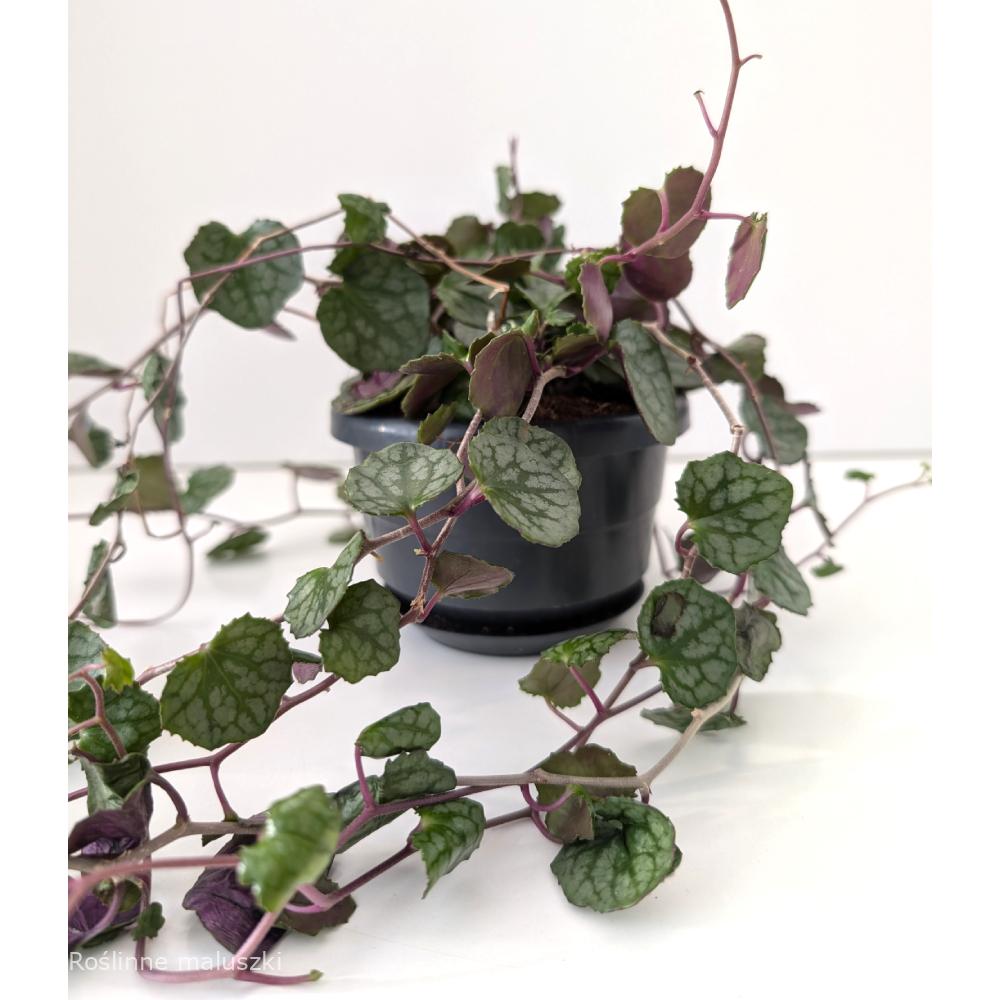 Senecio mikanioides-starzec