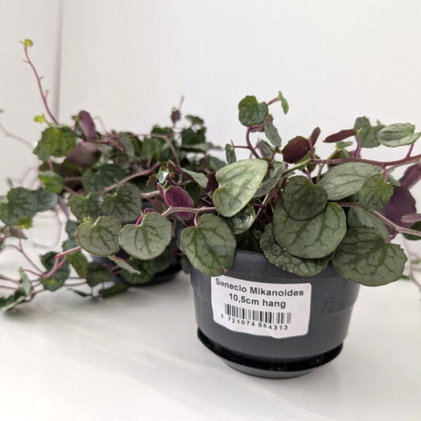 Senecio mikanioides-starzec