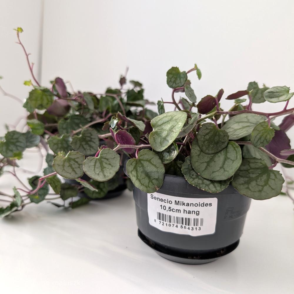 Senecio mikanioides-starzec