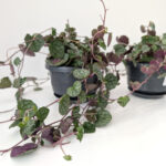 Senecio mikanioides-starzec